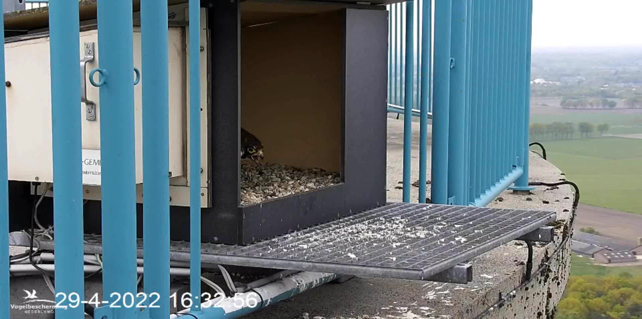 campics BDL 2022 va 9 april 2022 ©VWGGemert/Vogelbescherming Nederland - Pagina 39 Video-2022-04-29-163740-Trim-Moment-2