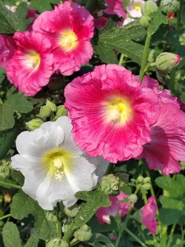 https://i.postimg.cc/HLTh19nH/327-IMG-20240819-152626.jpg
