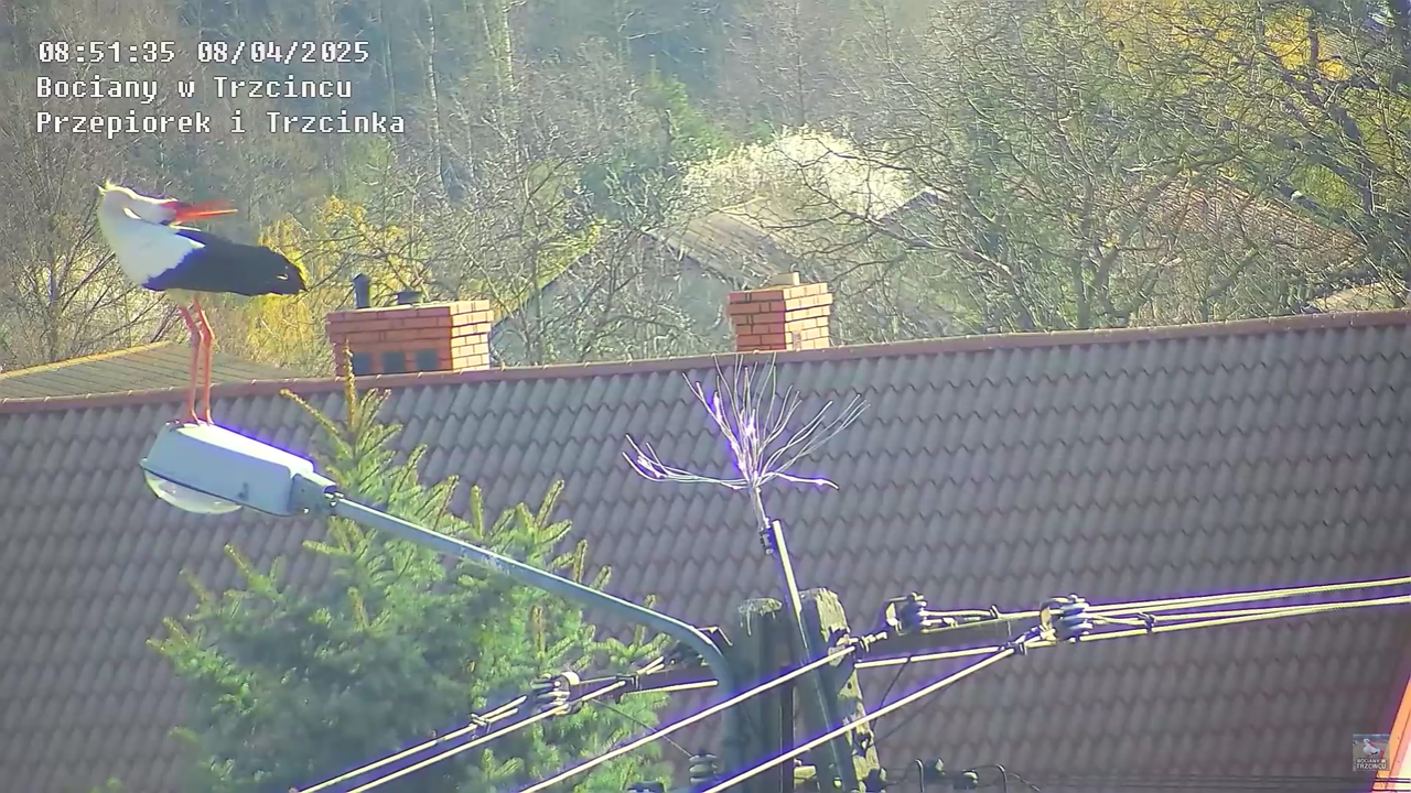 08042025bociannalatarni_19