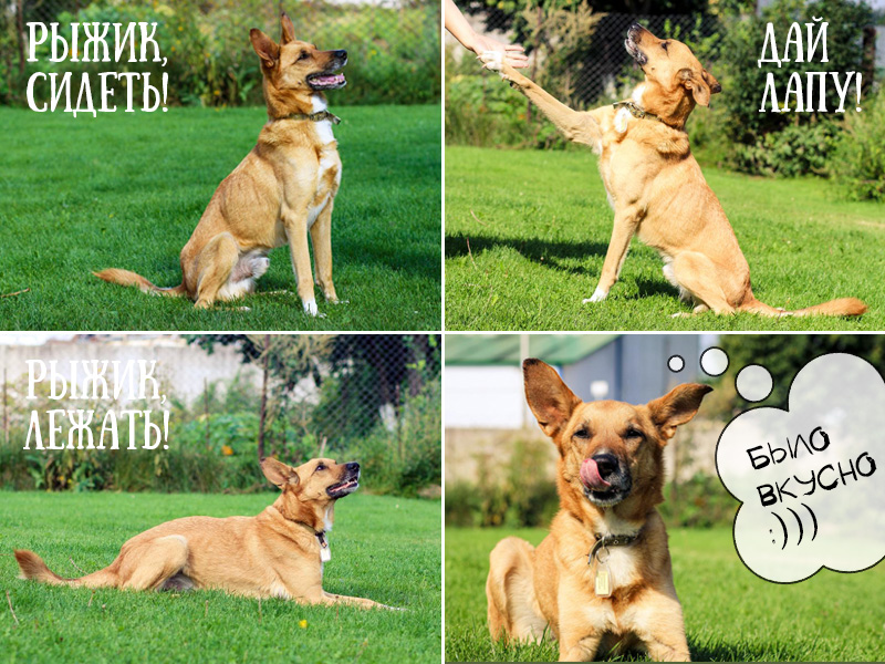 рыжика-команды