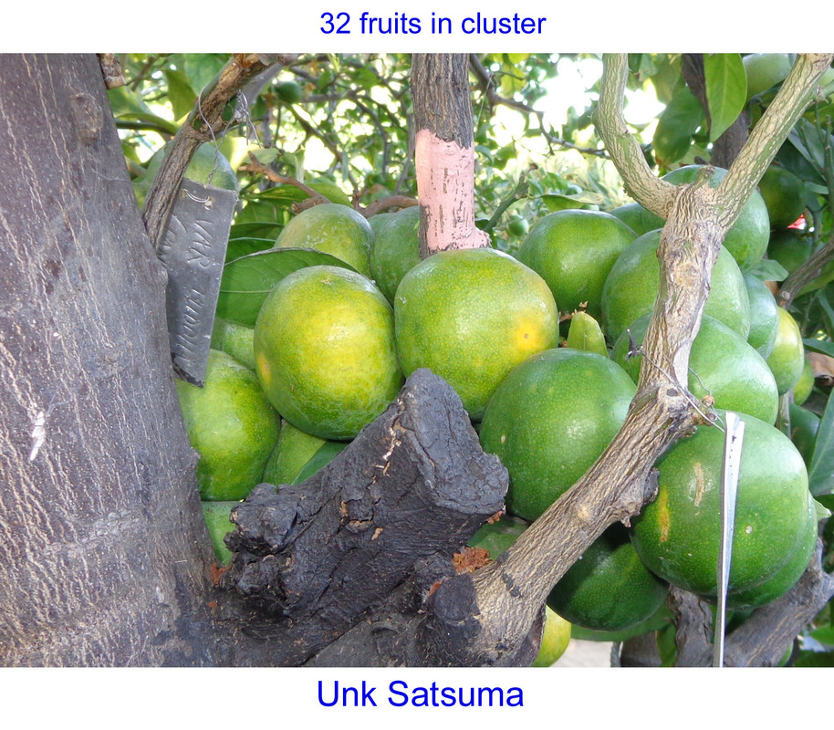 Unk-Satsuma-p1(9-23-21)