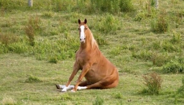 Animals-1