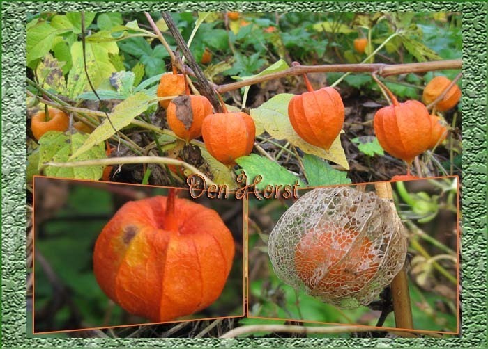 PHYSALIS-LAMPIONPLAN