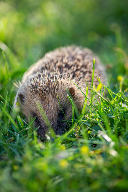 ANIMAUX EN TOUS GENRES (pris en photos personnellement et manuellement ). - Page 29 5D3-6433