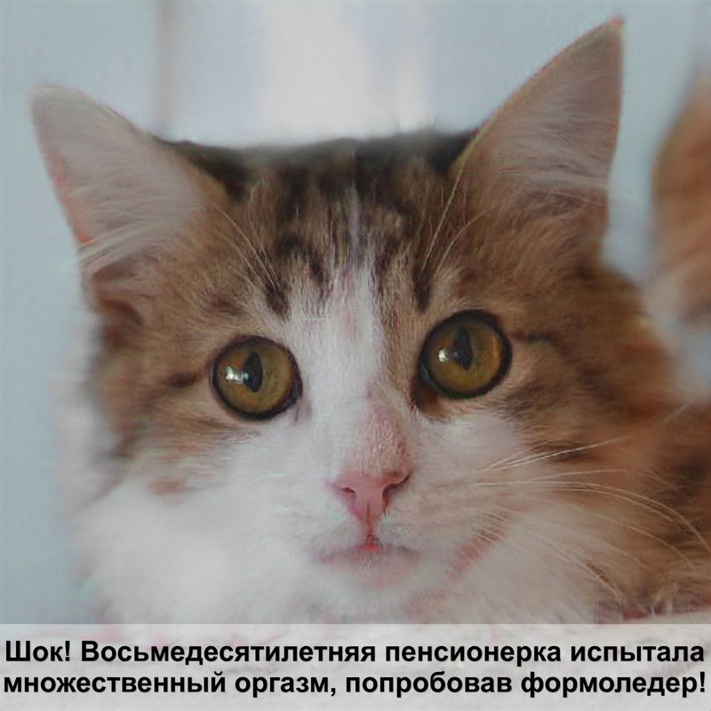 белый окрас шотландских кошек