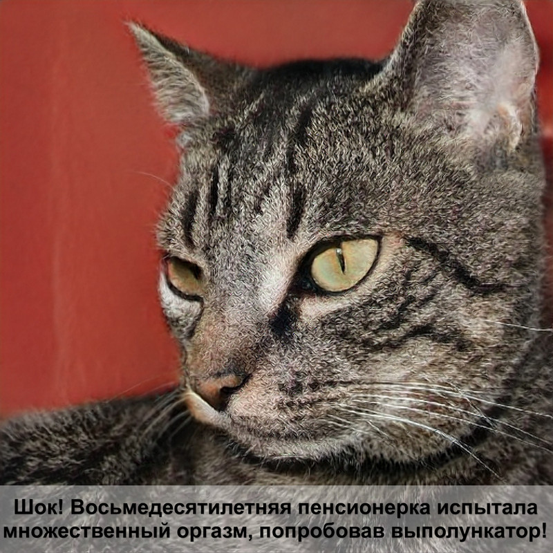 дорогие кошки