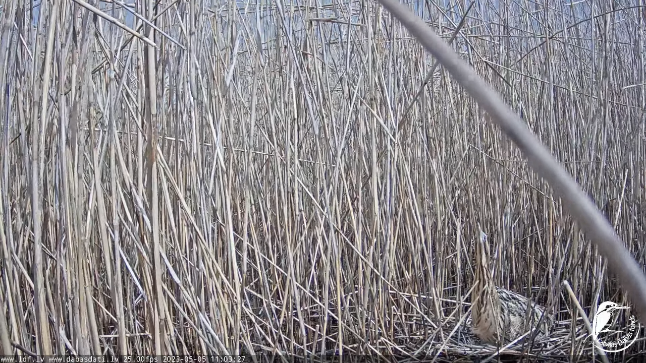 Lielais dumpis (Botaurus stellaris) Engurē - LDF tiešraide 11-57-7 screenshot