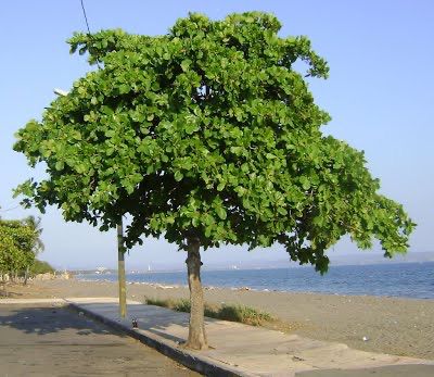 Árbol urbano 1