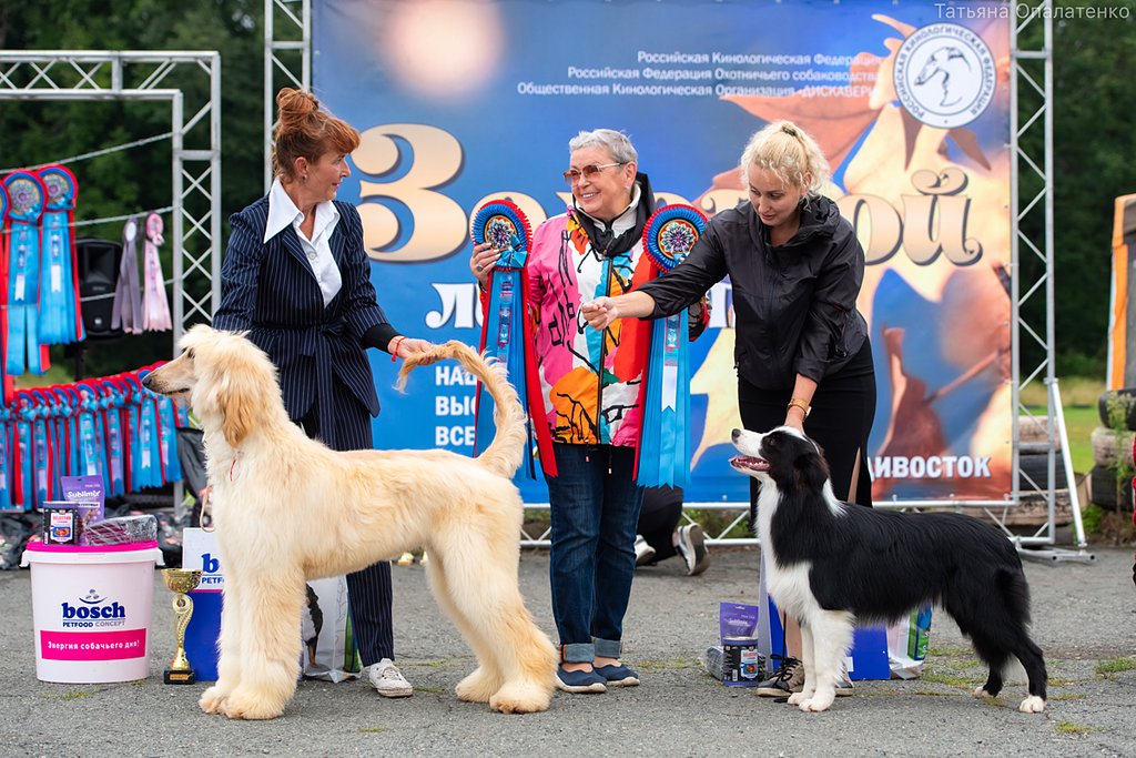 Выставка собак ховрино. Бест на выставке. 18. 05 24 выставка собак ярославль. Всемирная выставка собак.