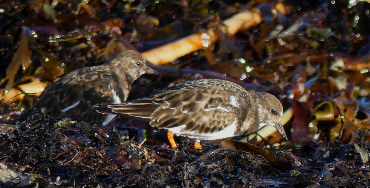 TURNSTONE 4