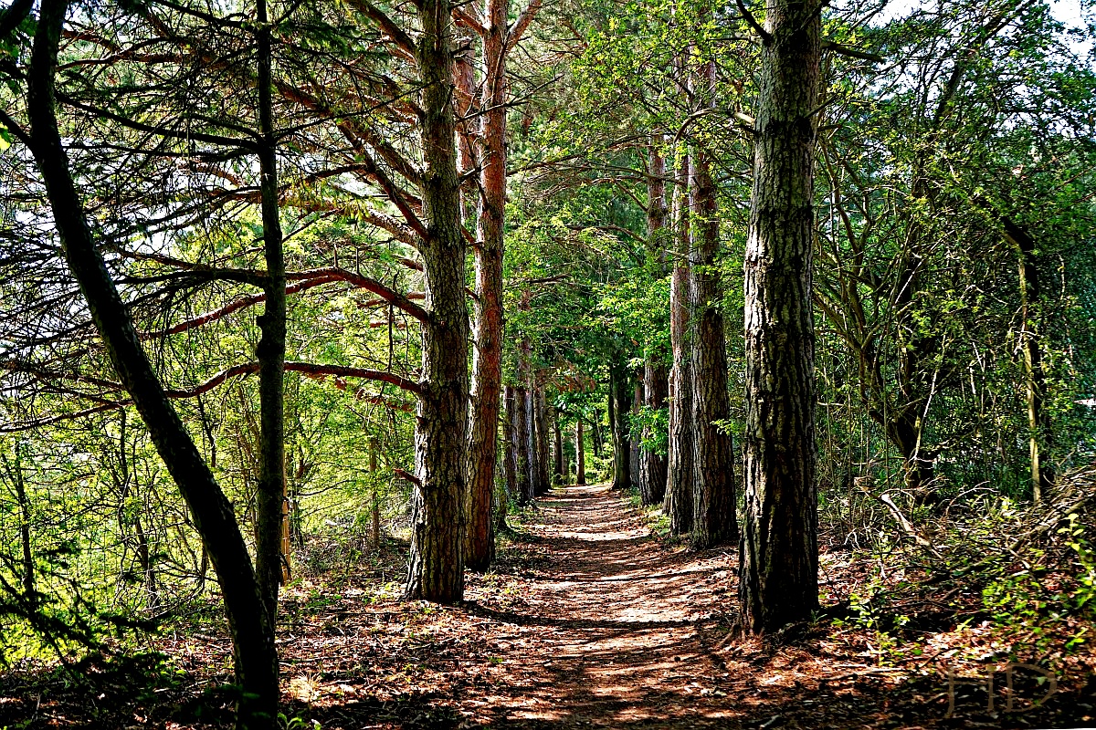 wood-walk-HD.jpg