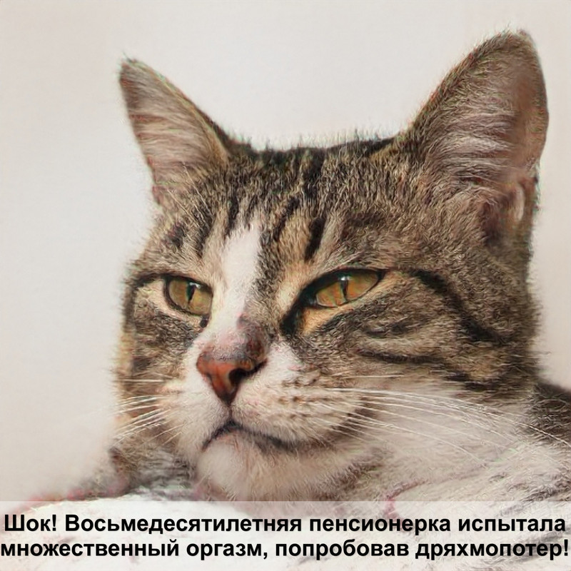 лишай у кошек фото начальная стадия