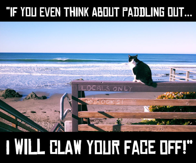 cayucos-collective-cat-meme-624x519