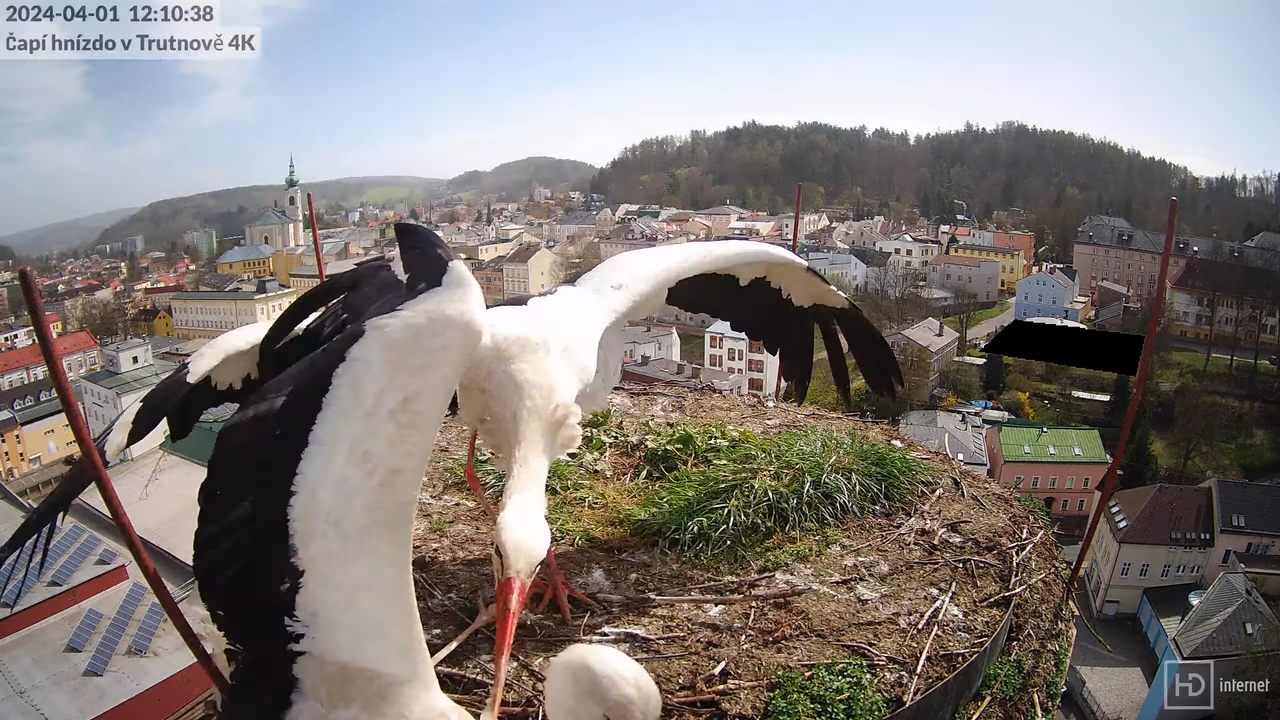Tiešraidē no stārķa ligzdas uz alus darītavas skursteņa Trutnovā 12-15-18 screenshot