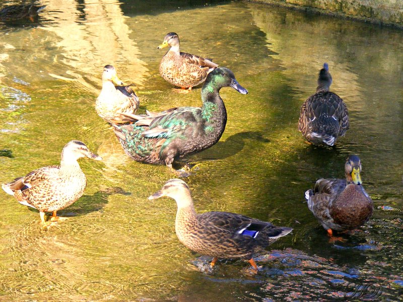 Animals-ducks-pond-Village-HD.jpg