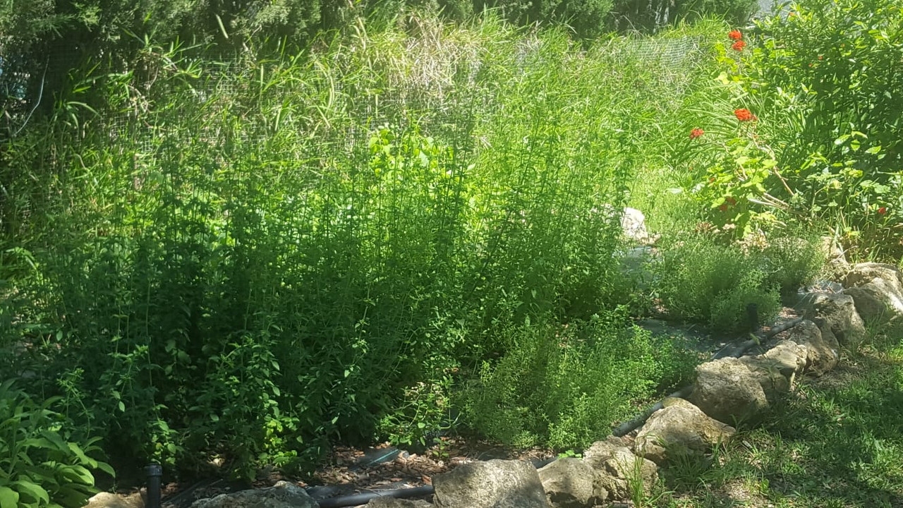 WhatsApp Image 2020-05-16 at 21.32.25 (1)