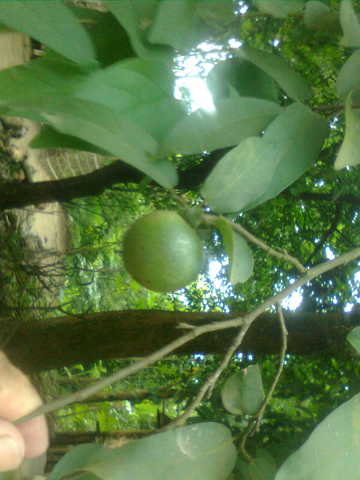 tamal (4)