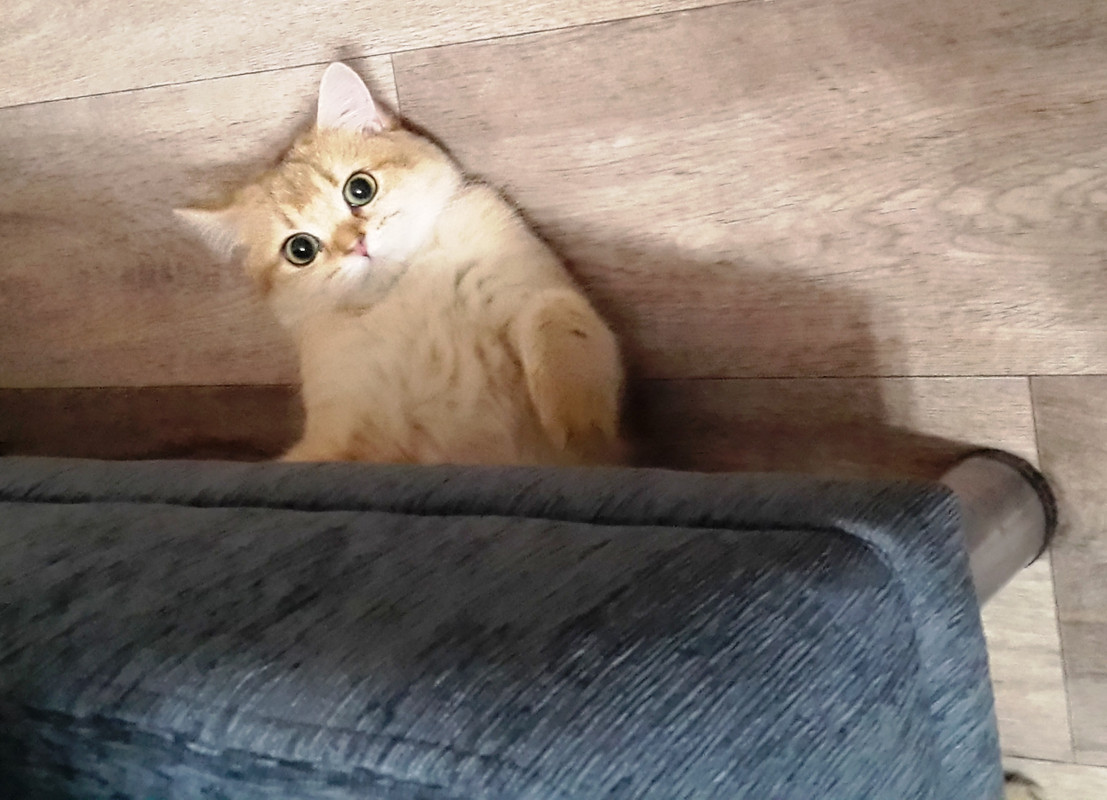 почему нельзя царапать