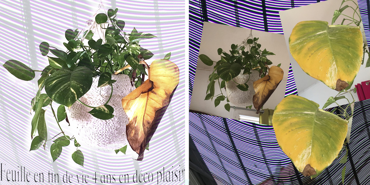 Histoire de La Feuille