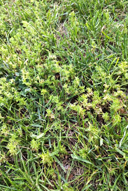 Can These Weeds Be Killed With Tenacity The Lawn Forum