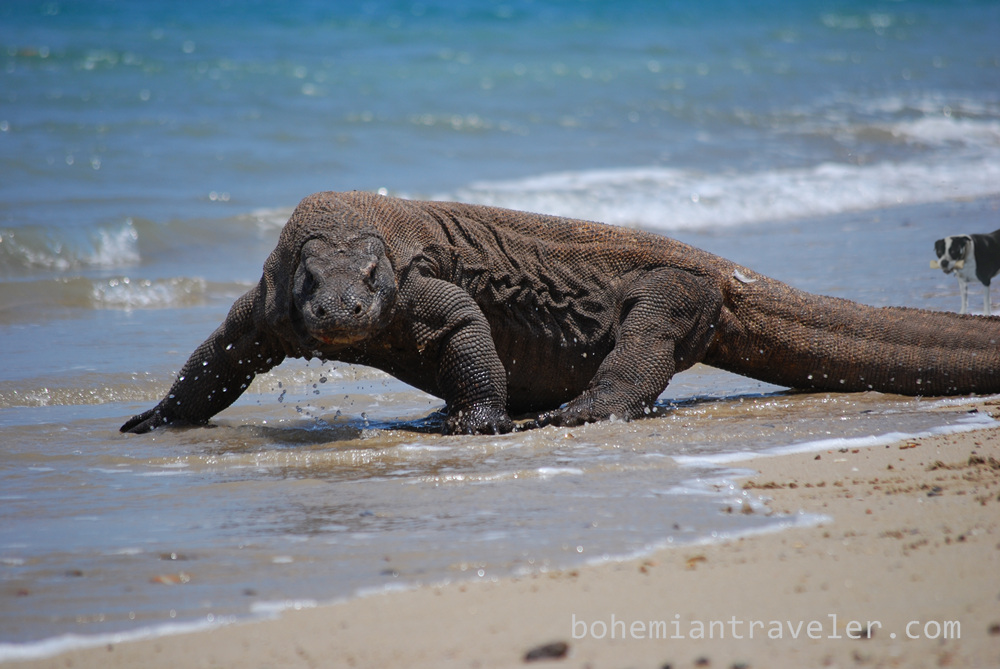 Komodo-Dragon-Indonesia-11.png