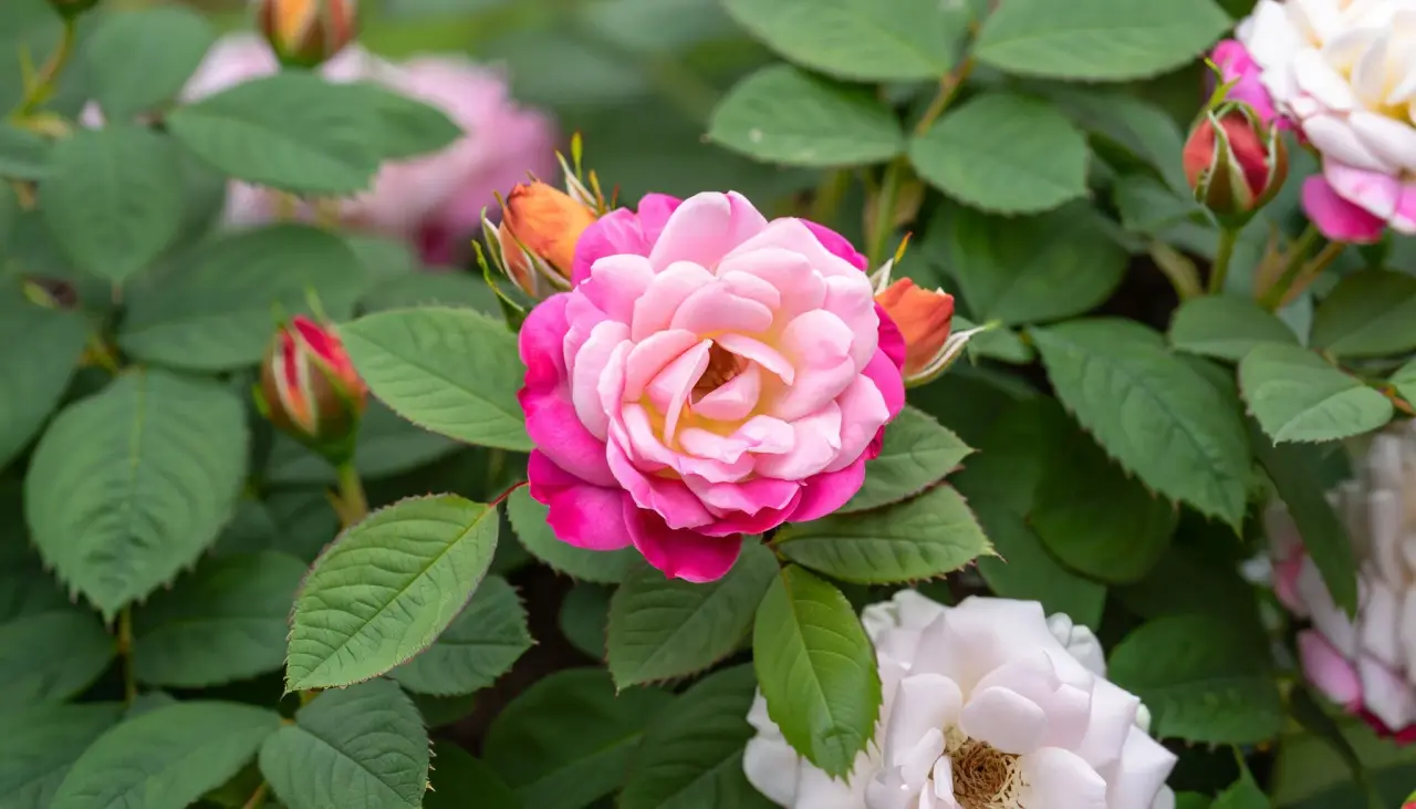 When to Plant Carpet Roses A Comprehensive Guide