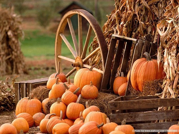Pumpkins 0037