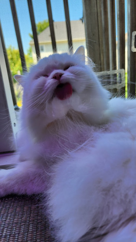 kitcat — Postimages