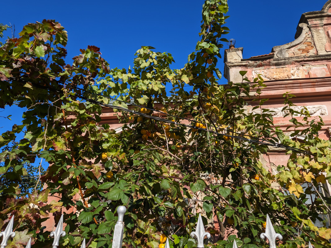 javav52md 20251028 132113742