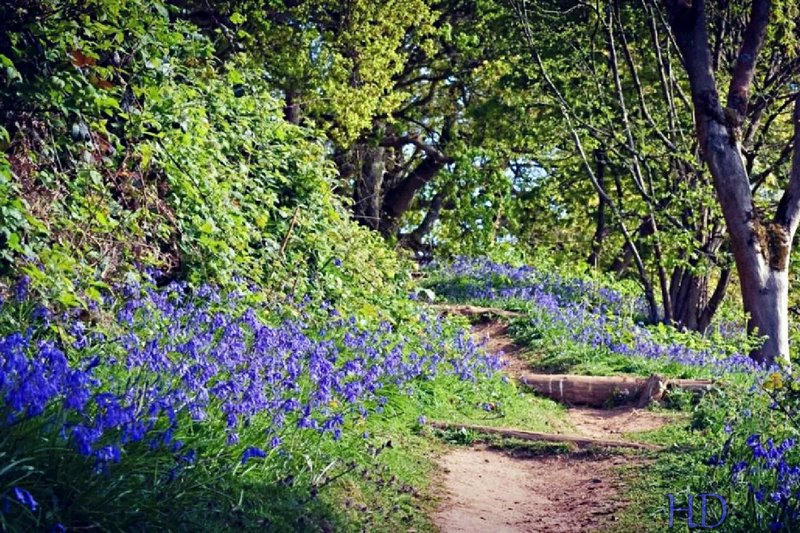 blubell-woods-7.jpg