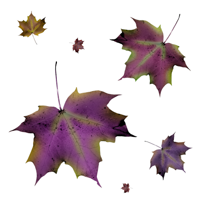 ISmellAutumn-LL-Element54