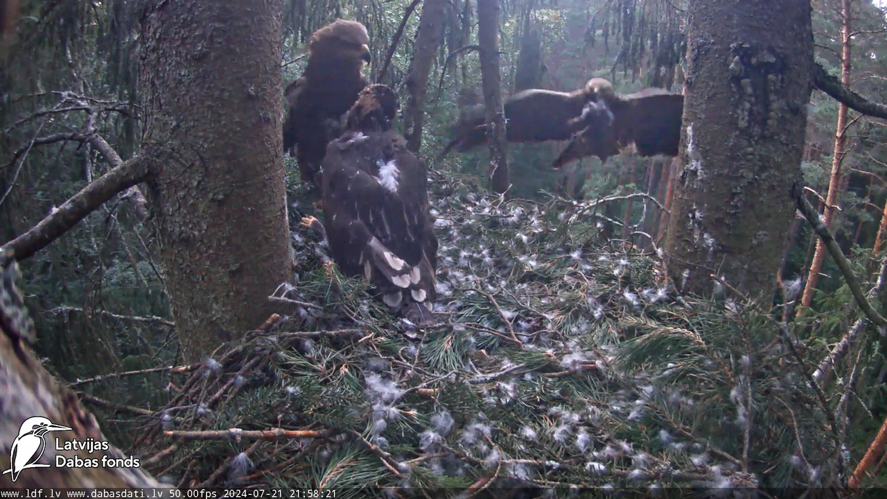 Mazais ērglis (Clanga pomarina), ligzda eglē __ Lesser spotted eagle in spruce, Zemgale, Latvia 15-5