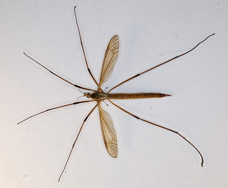 tipula_macro_dorsale