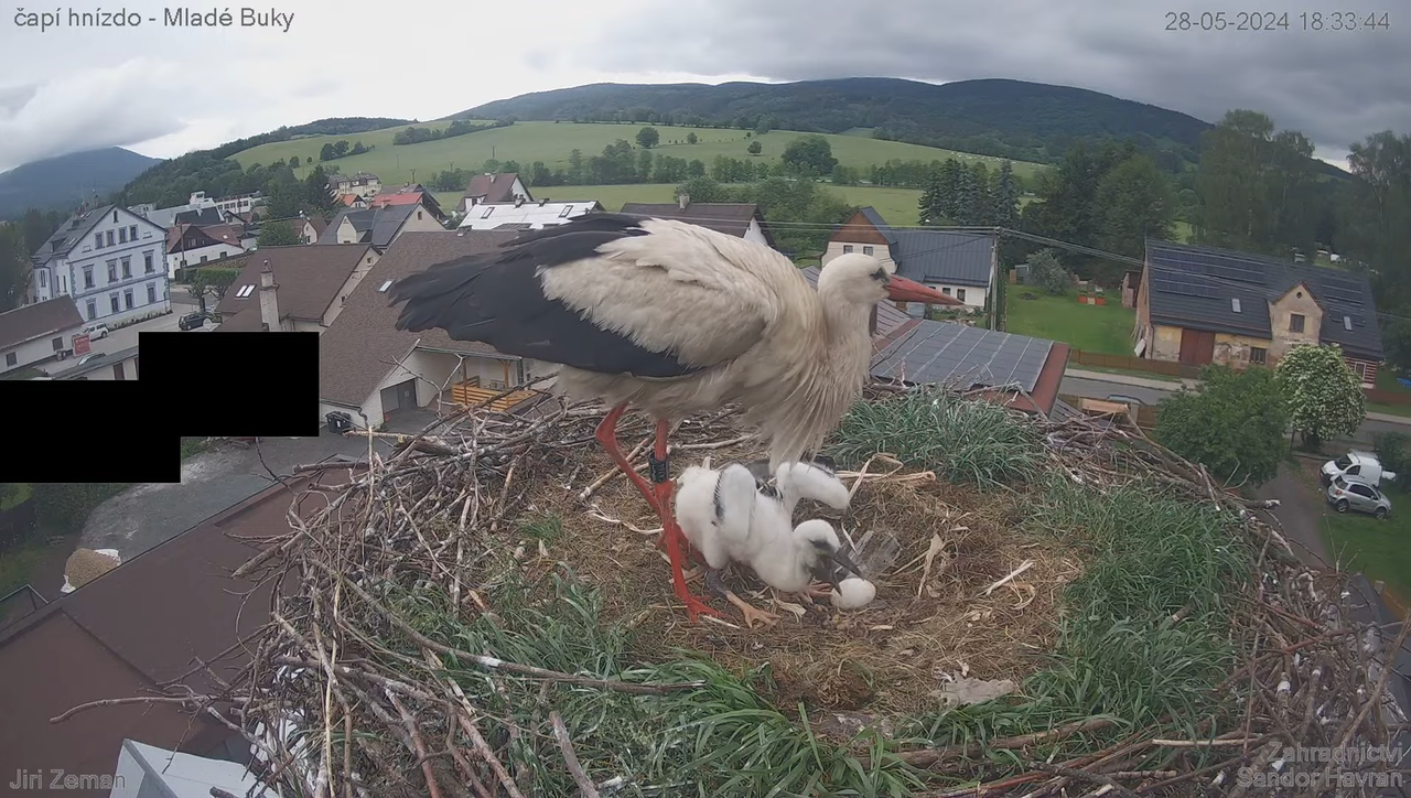 Živá kamera - Mladé Buky - čapí hnízdo 16-13-10 screenshot