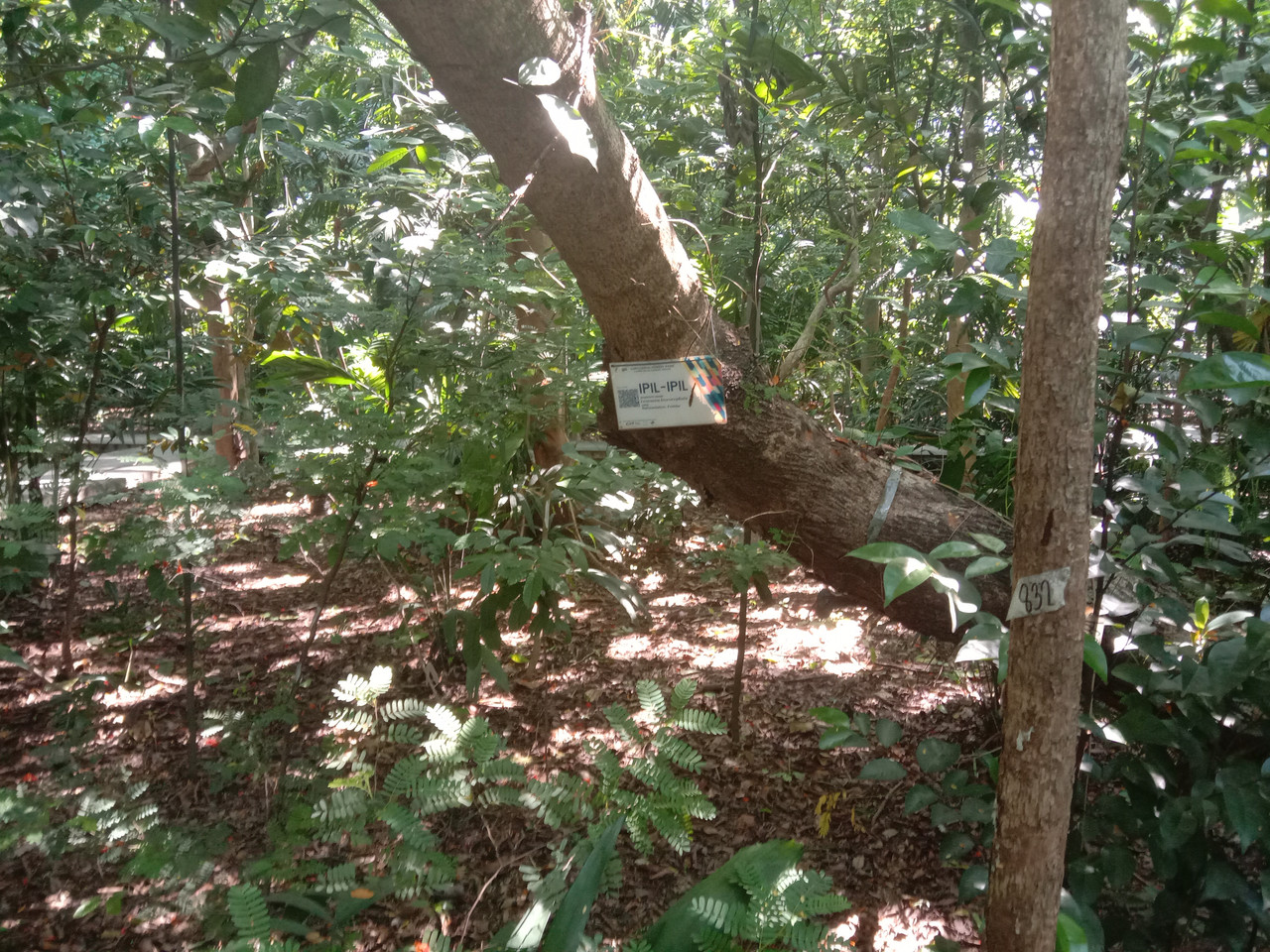 Arroceros Forest Park Manila Bagras20260716 150629
