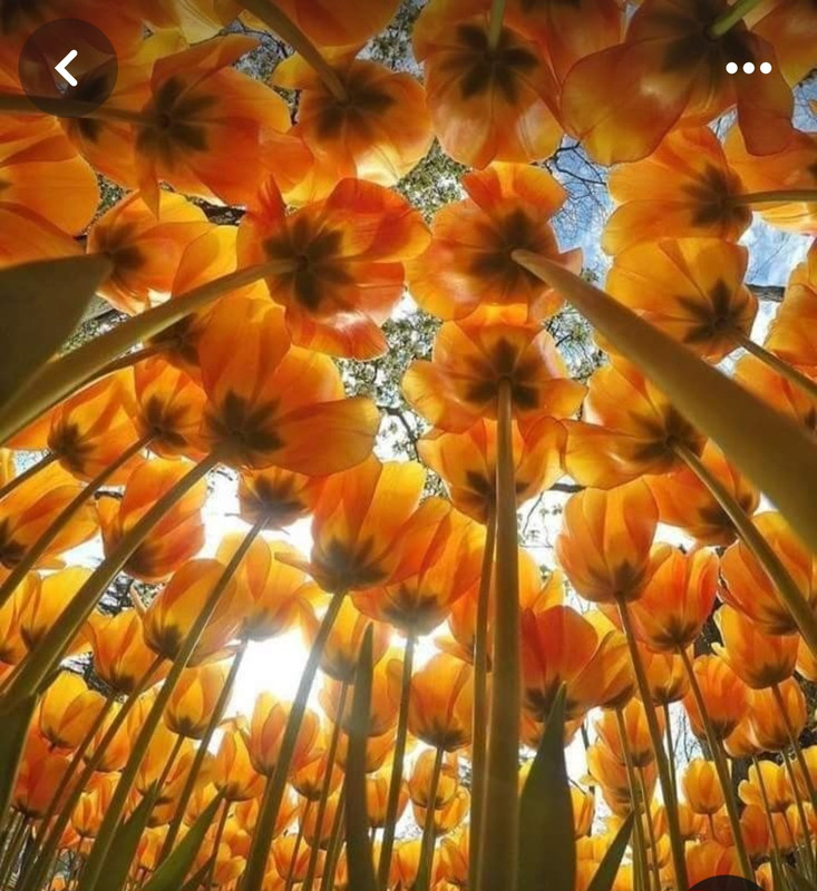 Screenshot_20240320_225710_Pinterest