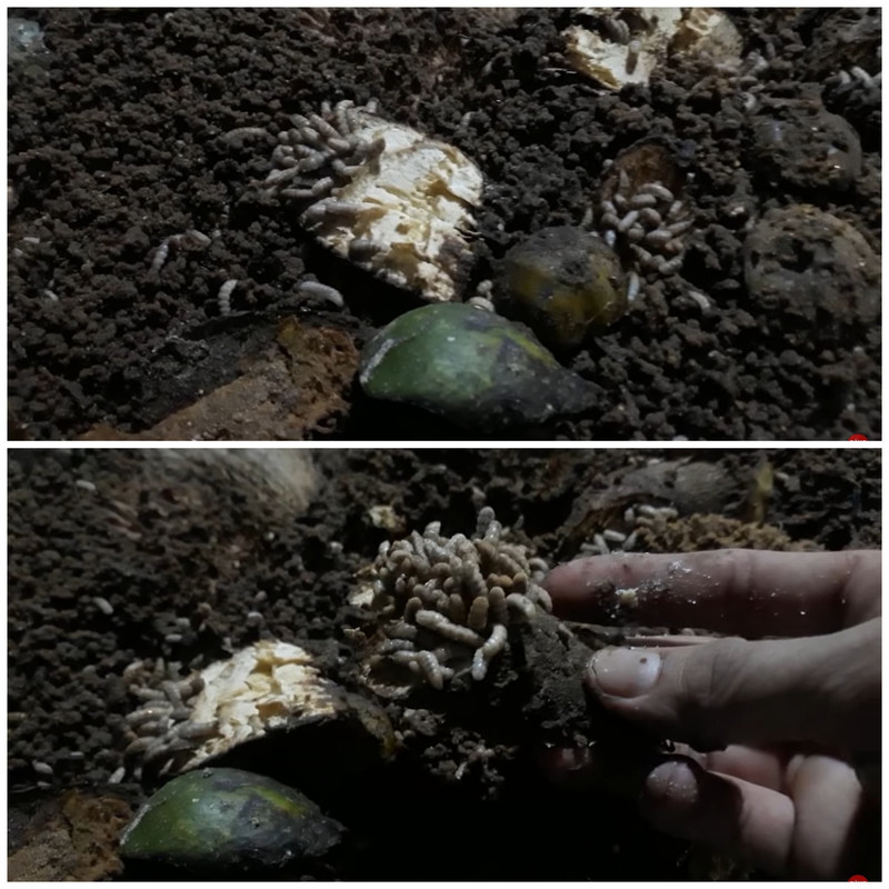 larvae-eating-fresh-cassava.jpg