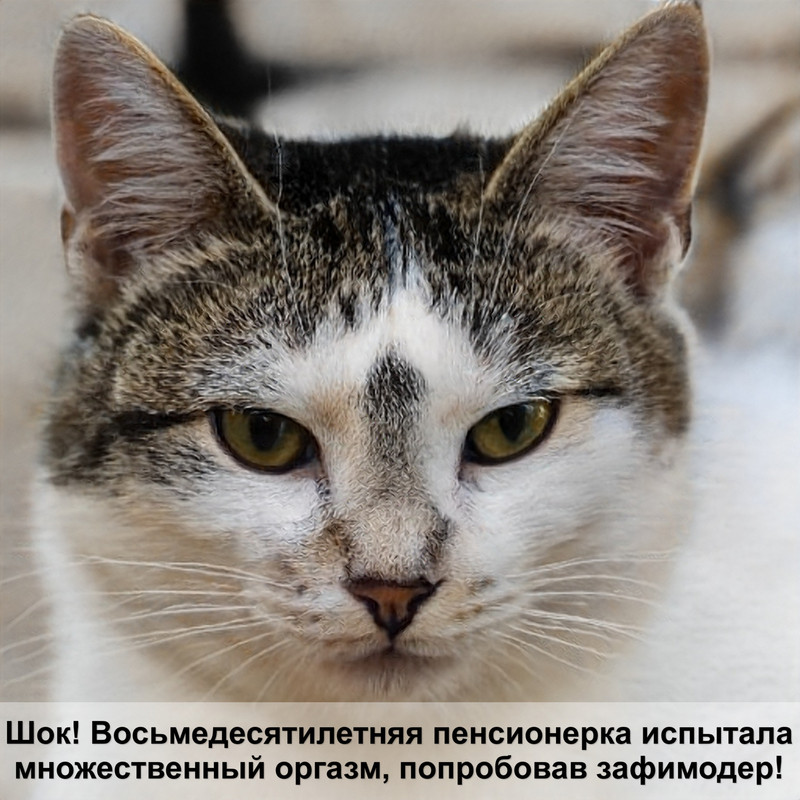 вислоухие кошки шерсть