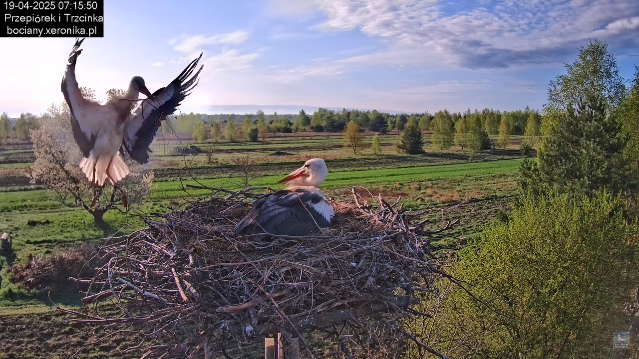 19042025bociany3