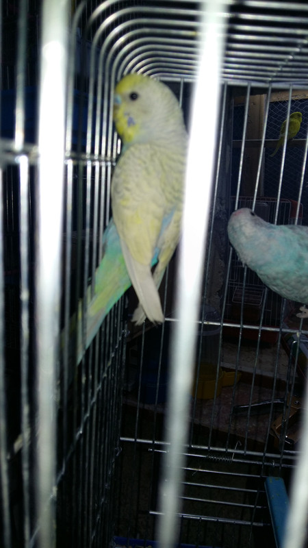 صورة