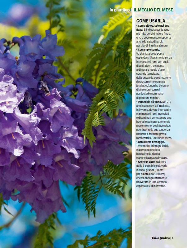 Il Mio Giar GIu-Lug 2024 (12)