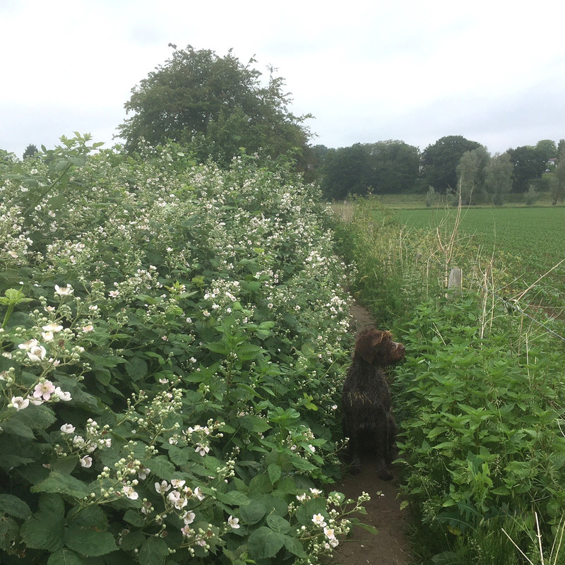 2025-01-06 Uiterwaarden bramen IMG_4979 (002)