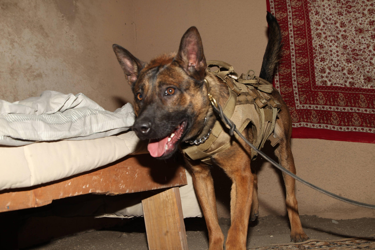 United States Army Rangers & SOCOM K9A5