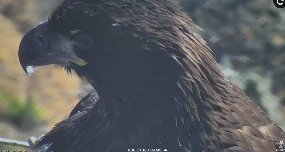 Képernyőkép – 2018-05-15 21-31-38