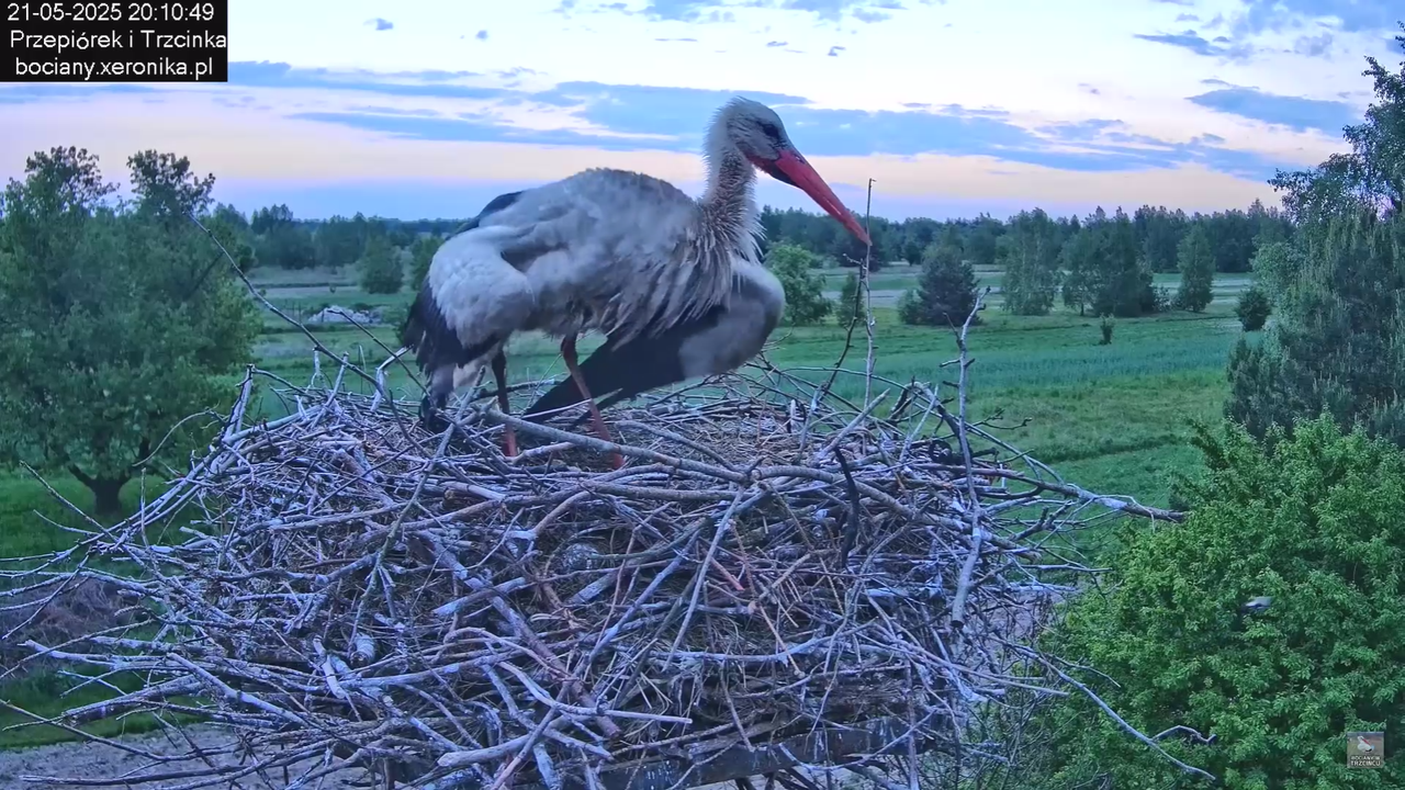 21052025bociany36