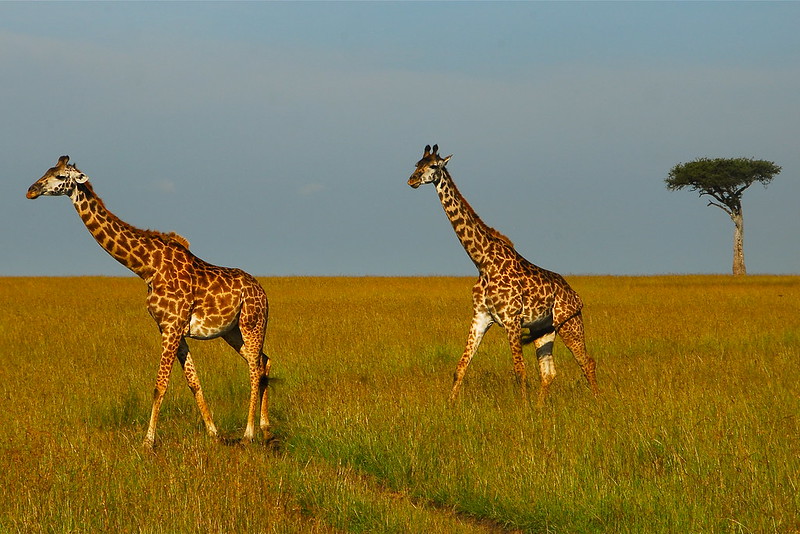 brown-giraffes.jpg