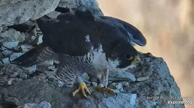 Great spirit bluff Falcons Przechwytywanie-w-trybie-pe-noekranowym-18-02-2024-205924