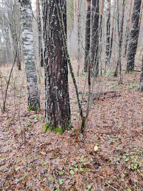 photo 1 2025 11 11 20 58 49