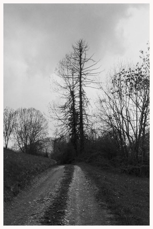 Rollei 35 T_23 apr 2022_13bordo (856x1280)