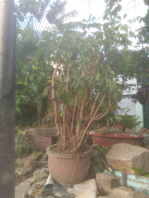 IMG-20221211-154101.jpg
